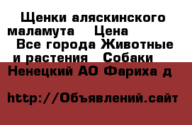 Щенки аляскинского маламута  › Цена ­ 15 000 - Все города Животные и растения » Собаки   . Ненецкий АО,Фариха д.